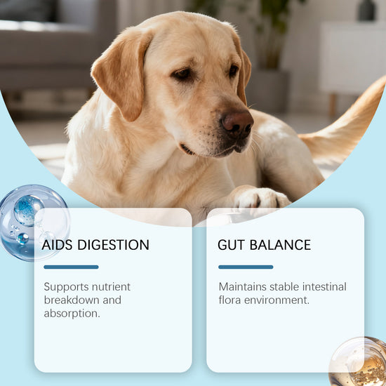 Probióticos Digestivos para Perros – Salud Intestinal y Mejor Digestión
