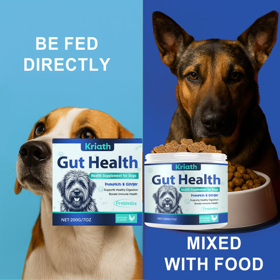 Probióticos Digestivos para Perros – Salud Intestinal y Mejor Digestión